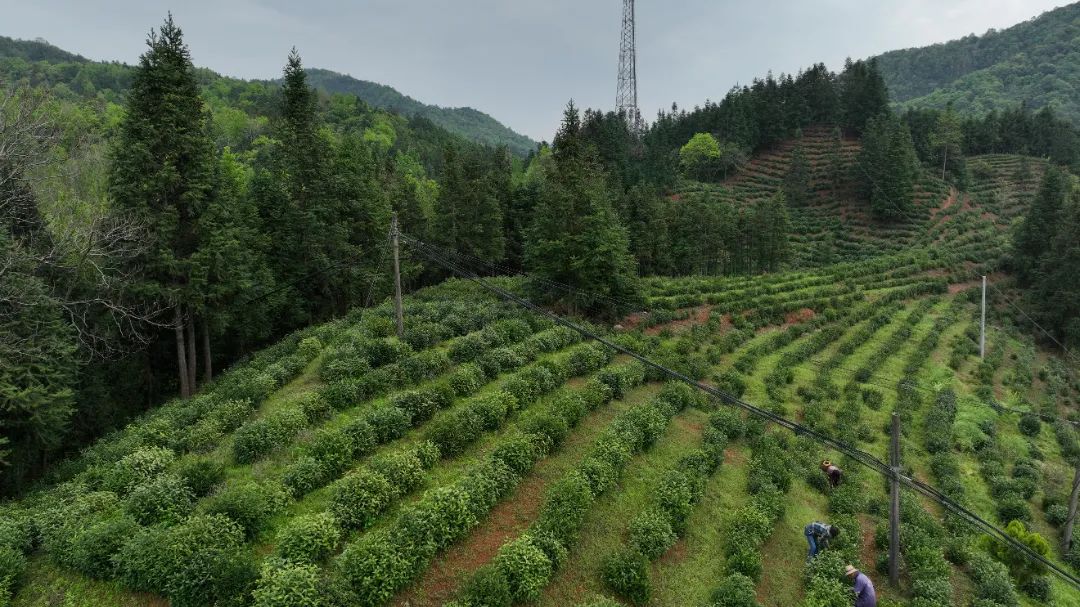 祠山岗茶场绿色新时代探索项目启动