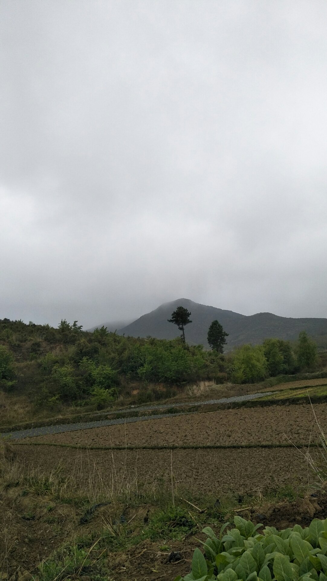 三岔口乡天气预报更新通知